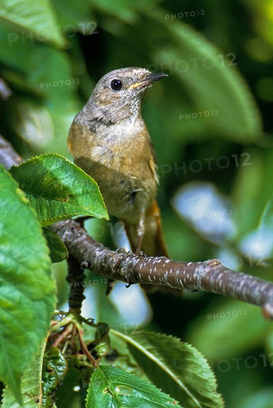 Garden redtail, Phoenicurus phoenicurus, redstart, birds, female, garden birds, high size, portrait, passeri, songbirds, birds, female