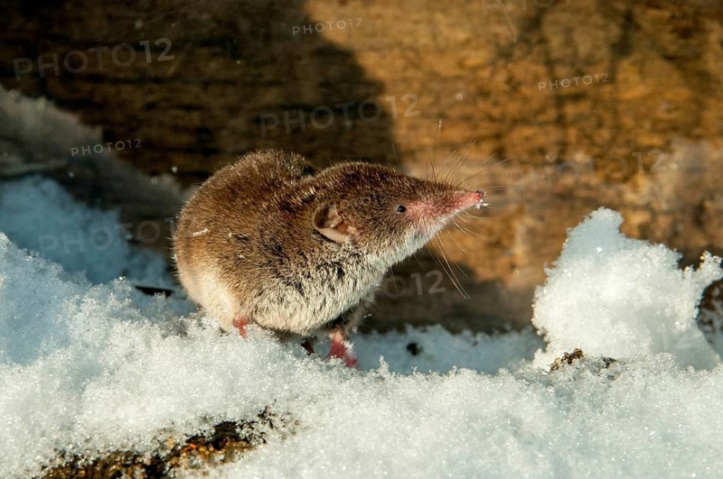 Crocidura Russula, Greater White-Toothed Shrew, House Shrew, Insectivora, Insectivora, Mammals, Snow, Snow, Shrew, Mammals, Winter