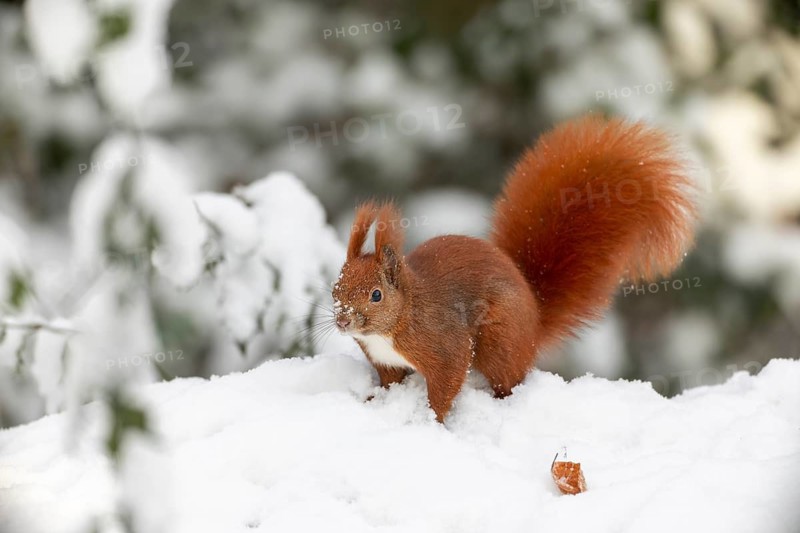 Before the squirrel (Sciurus vulgaris) collects another hazelnut, the surroundings are observed from a safe distance, because danger from the hawk is always imminent, winter, snow, cold, sweet, cute, winter supply, December, Germany