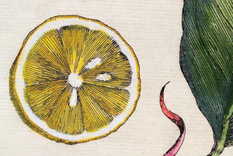 Cut, halved lemon, citrus fruit, hand-colored copper engraving from Giovanni Baptista Ferrari Hesperides, Sive, de Malorum Aureorum Cultura et Usu Libri Quatuor, Rome, 1646