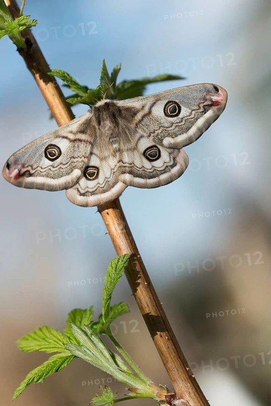 Emperor Moth, little peacock, Saturnia Pavonia, butterfly, female, high size, portrait, insects, moths, moths, moths, butterfly, female