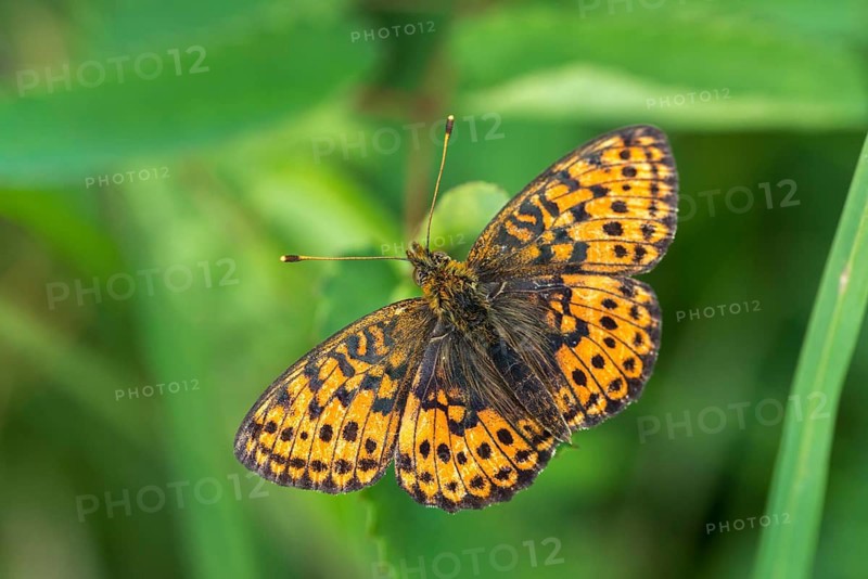 Brenthis Ino, Lesser Marbled Fritillary, Meadowsweet Pearl Butterfly, Purple Silver Butterfly, Insects, Butterfly, Butterfly, Butterflies