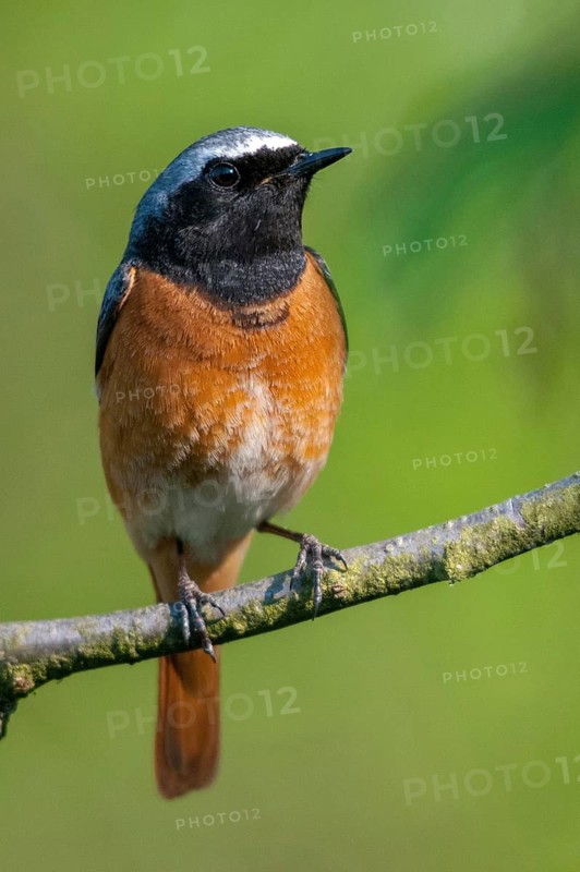 Garden redtail, Phoenicurus phoenicurus, redstart, birds, garden birds, high size, portrait, male, passeri, songbirds, birds