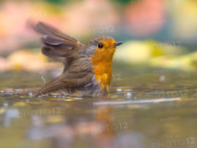 A robin (Erithacus rubecula) bathing in shallow water, Hesse, Germany