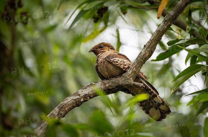 Large-tailed nightjar (Caprimulgus macrurus) on a tree branch, sreepur, Gazipur, bangladesh