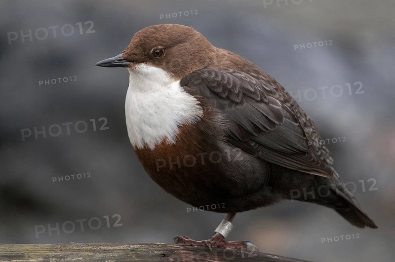 Cinclus cinclus, dippers, birds, passeri, songbirds, songbirds, birds