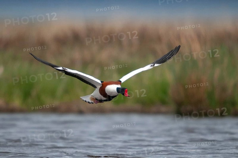 Brandgoose, Shelduck, Tadorna Tadorna, Anatidae, Birds, Duckbirds, Goose, Geese, Birds, Waterbirds