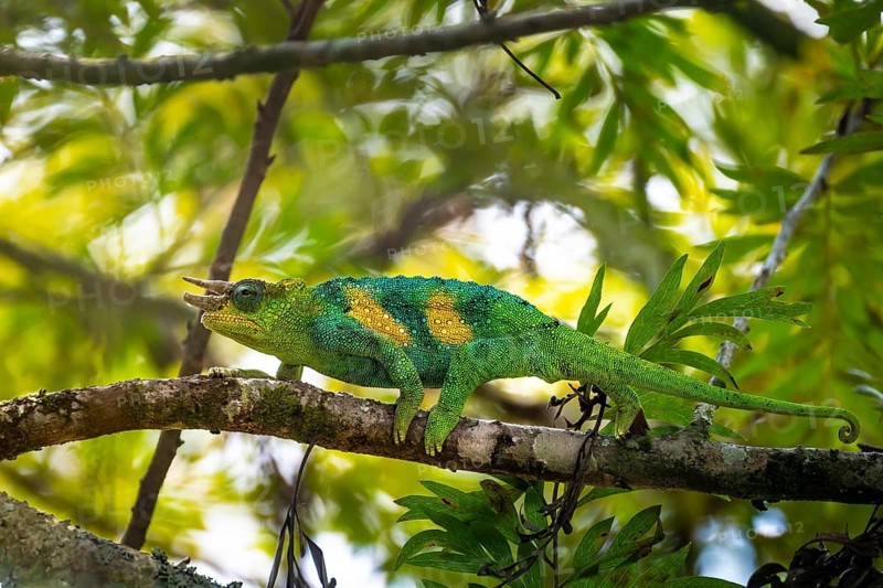 Three-horned chameleon (Trioceros jacksonii), male, Bwindi Impenetrable Forest National Park, Uganda