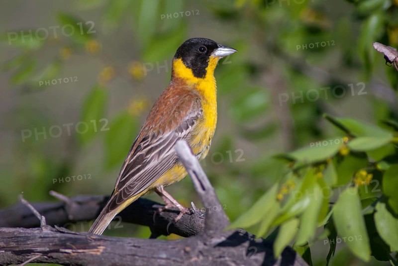 Black-headed bunting, Emberiza melanocephala, caped bunting, birds, Bulgaria, male, passeri, songbirds, birds