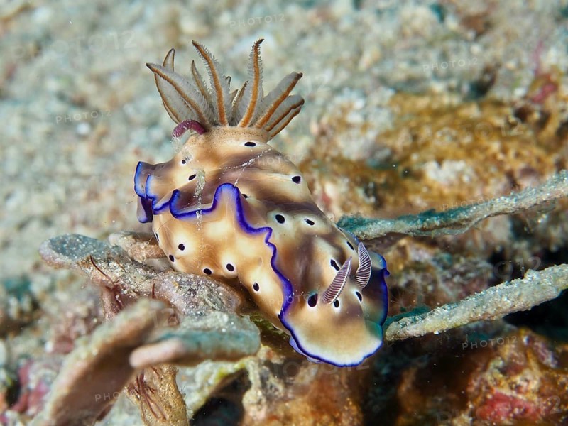 A naked-gilled snail with blue edges, the magnificent star snail (Hypselodoris tryoni), on a sandy seabed, at the Napoleon dive site, Permuteran, Bali, Indonesia