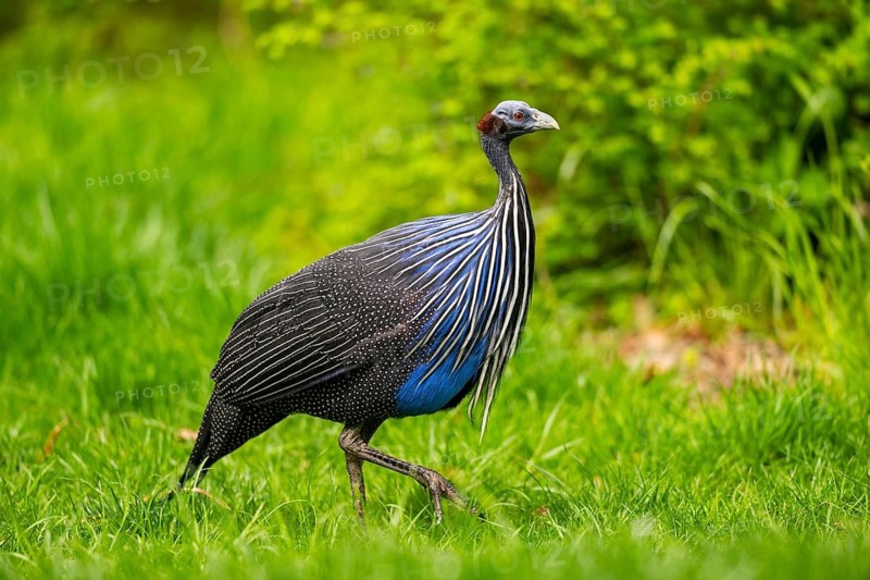 Vulturine guinea fowl (Acryllium vulturinum) walking on a meadow, Bavaria, Germany