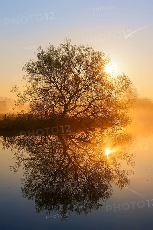 White willow (Salix alba) on the River Lippe at sunrise, with a reflection, North Rhine-Westphalia, Germany