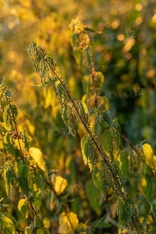 Daytime vertical view of a common stinging nettle (Urtica dioica) in full bloom with serrated green leaves and flowering catkins illuminated by warm golden sunlight against a soft bokeh background. Baden-Württemberg, Germany