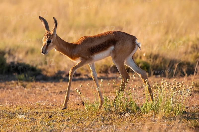 Cute young springbok (Antidorcas marsupialis) in meadow, Mountain Zebra National Park, South Africa