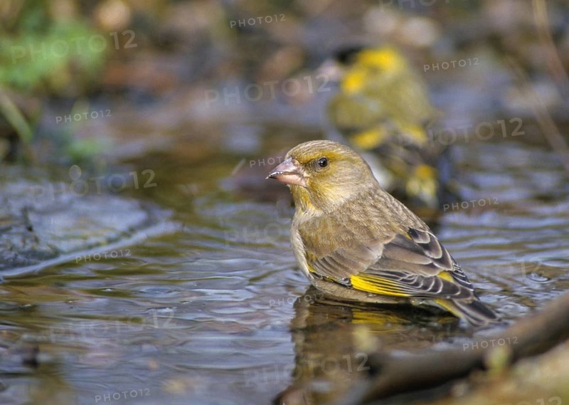 Carduelis Chloris, Chloris Chloris, Greenfinch, Greenfinch, Greenfinch, Greenfinch, Greenfinch, Greenfinch, Greenfinch, Greenfinch, Birdbath, Birds, Watering Place, Female