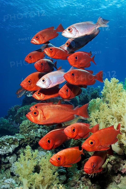 Shoal of reef bigeye perch (Priacanthus hamrur) in red, red colouring, colouring, colour, swimming over coral reef, Red Sea, Makadi Bay, Port Safaga, Egypt