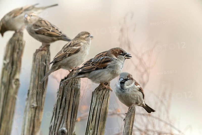 House sparrow, passeri, songbirds, sparrow, birds, female, garden fence, male, passeri, songbirds, sparrow, sparrow, sparrow, sparrow, sparrow, sparrow, sparrow, sparrow, birds, female