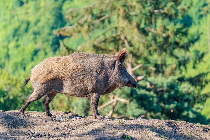 A female wild boar (Sus scrofa) stands on a mound on a sunny day. Bavaria, Germany