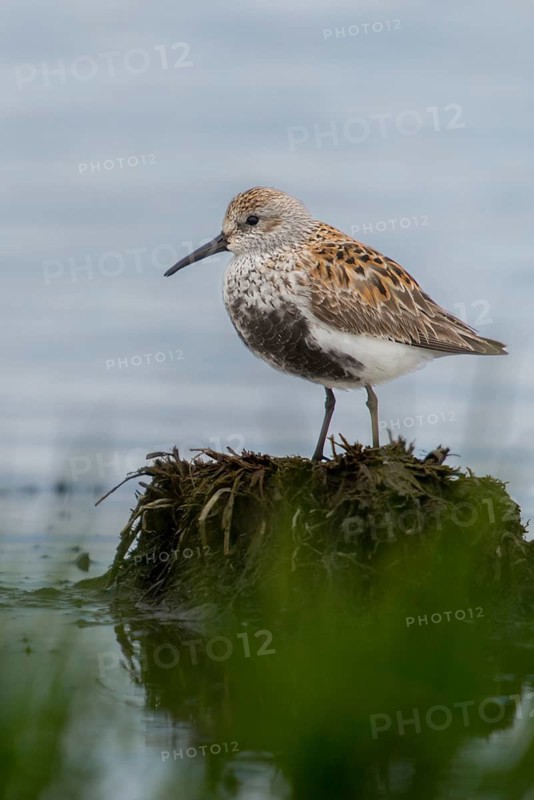 Alpine sandpipers, Calidris Alpina, Dunlin, birds, breeding plumage, charadriiformes, high size, portrait format, limikolen, magnificent dress, snipe birds, scolopacidae, birds, waders, waders, waders