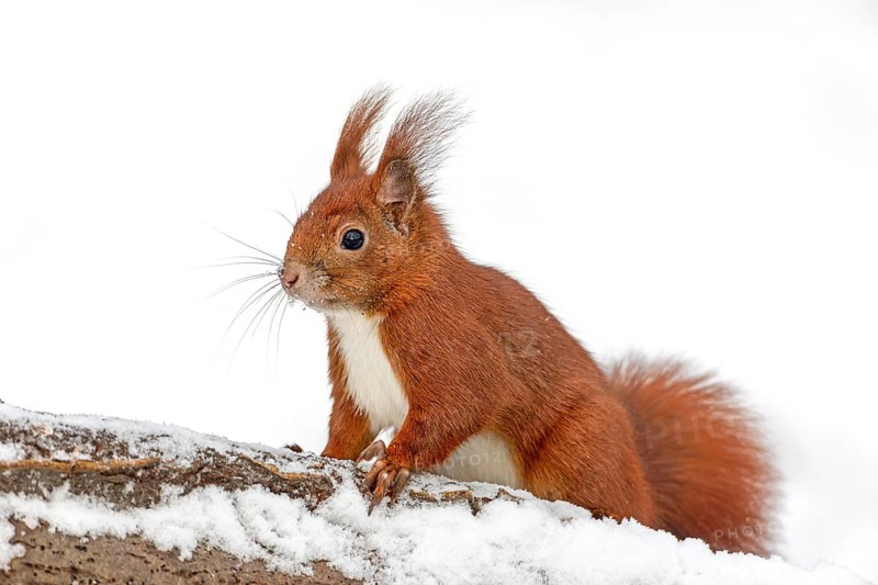 The squirrel (Sciurus vulgaris) cautiously approaches the hazelnuts on offer, winter, snow, cold, sweet, cute, winter supply, December, Germany