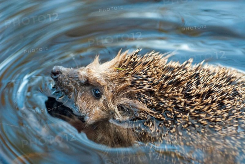 Erinaceus europaeus, hedgehog, insectivora, insectivora, insectivora, mammals, prickly, mammals