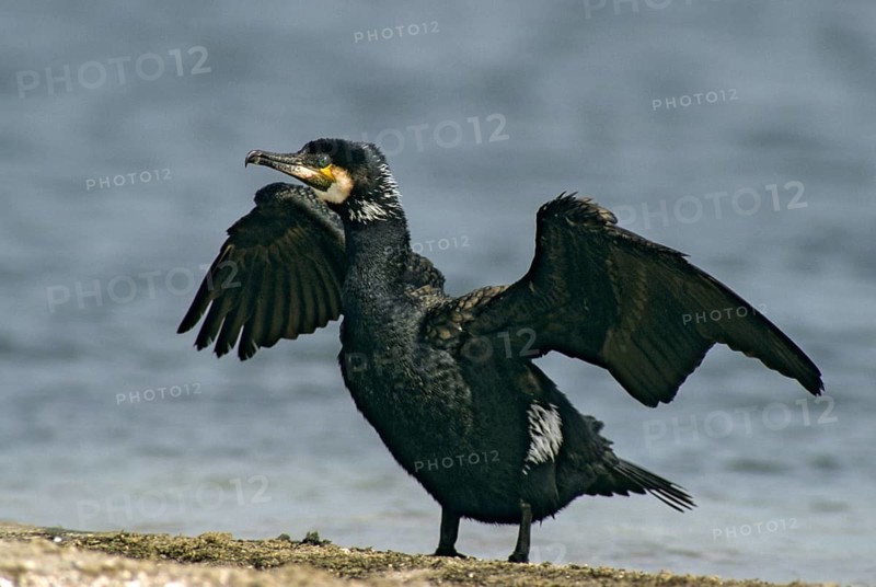 Black shag, cormorant, phalacrocorax carbo, birds, eclipse plumage, pelecaniforms, ropedes, rest dress, simple dress, birds, waterbirds, waterbirds