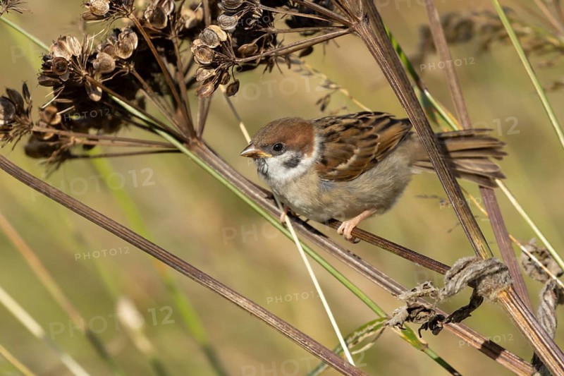 Tree sparrow (Passer montanus) juvenile baby bird on a Hogweed seedhead, England, United Kingdom