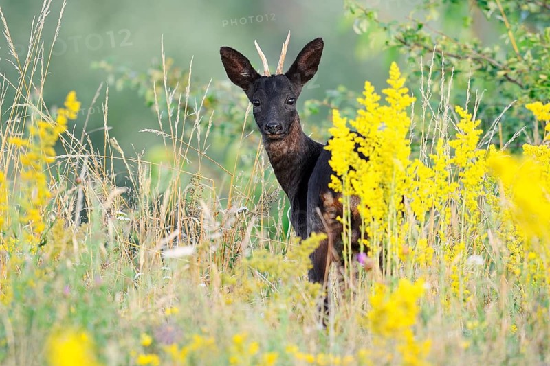 European roe deer (Capreolus capreolus), black roe deer, roebuck standing in a wild meadow, Lower Saxony, Germany, Lower Saxony, Germany
