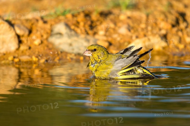 Carduelis Chloris, Chloris Chloris, Greenfinch, Greenfinch, Greenfinch, Greenfinch, Greenfinch, Greenfinch, Greenfinch, Greenfinch, Birdbath, Birds, Watering Place