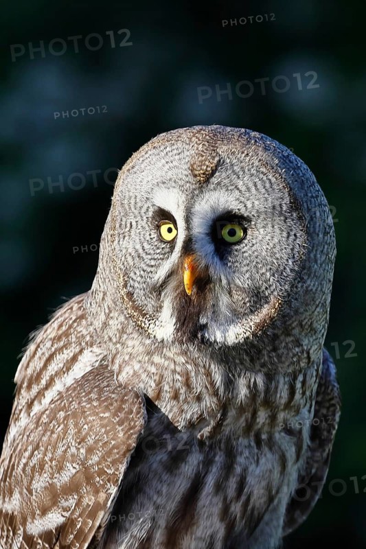Great Grey Owl (Strix nebulosa), in captivity, detailed close-up, characteristic facial disc, head, portrait shot, Scandinavia's largest owl, widespread in Finland and Norway