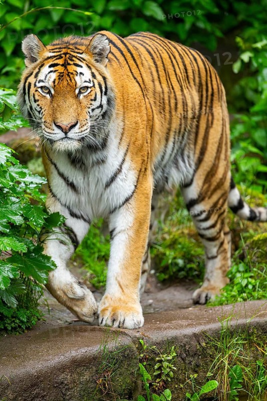 Siberian tiger (Panthera tigris tigris) walking through bushes on a rainy day, captive, Germany