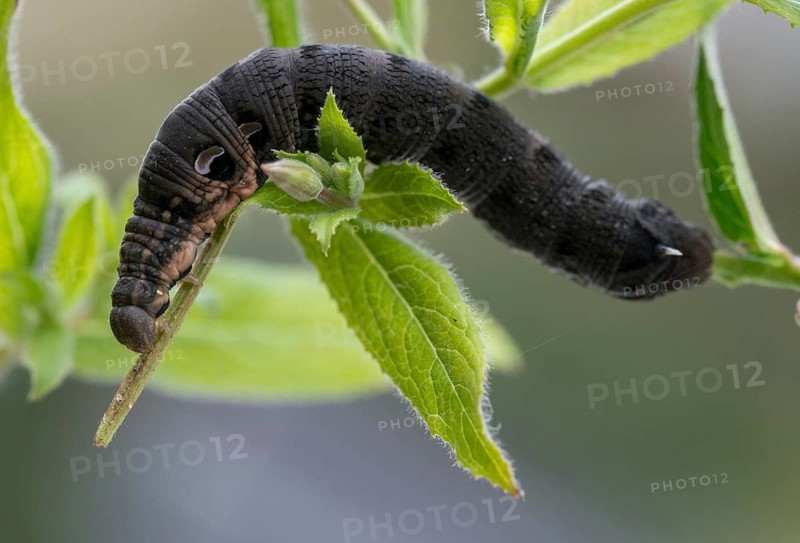 Deilephila Elpenor, medium wine swarmer, sphingidae, butterfly, elephant hawk moth, insects, large elephant hawk moth, moths, moths, moths, caterpillar, butterfly, swarmer, wine swarmer