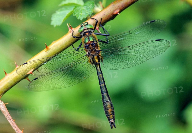 Cordulia aenea, downy emerald, common emerald dragonfly, anisoptera, damselflies, dragonflies, insects, leo, dragonflies, male, odonata