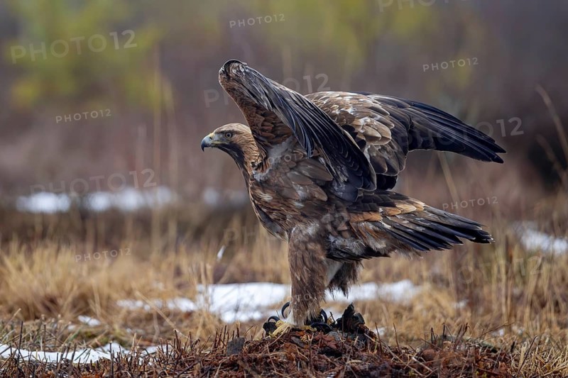 European golden eagle (Aquila chrysaetos chrysaetos) adult spreading wings in moorland, heathland in winter