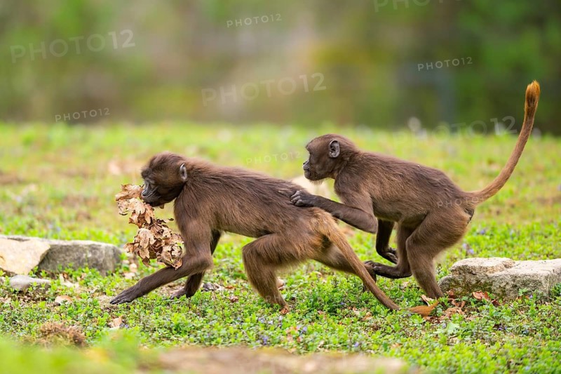 Gelada (Theropithecus gelada) youngsters running over a meadow playing with each other, captive, distribution africa