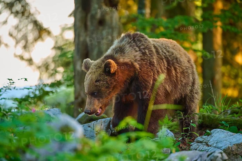 A brown bear in the forest in sunlight, standing on stony ground, European brown bear (Ursus arctos), Slovenia