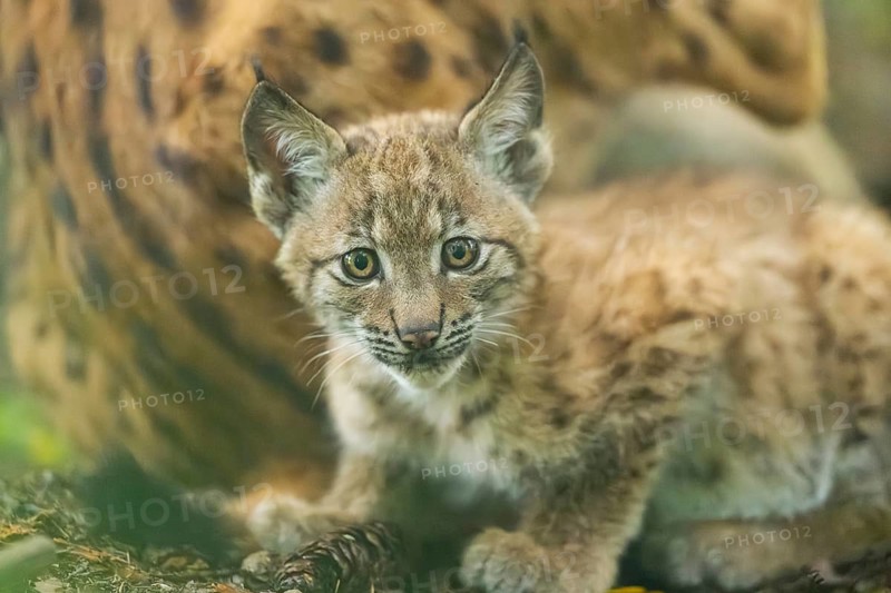 Eurasian lynx (Lynx lynx) youngster (cub) in a forest, portrait, Bavaria, Germany