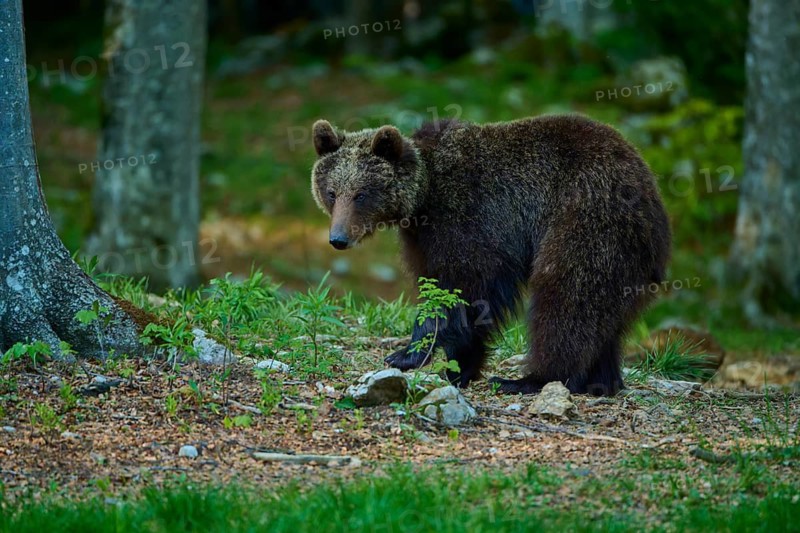 A cautious brown bear moves through the leaf litter on the forest floor, European brown bear (Ursus arctos), Slovenia