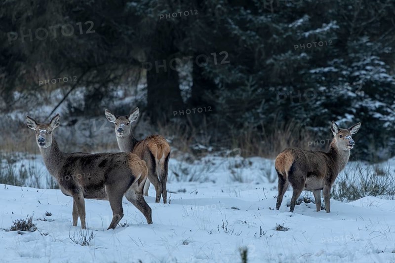 Red deer (Cervus elaphus) and fawns on a very cold winter's morning, winter, snow, cold, winter landscape, January, Denmark