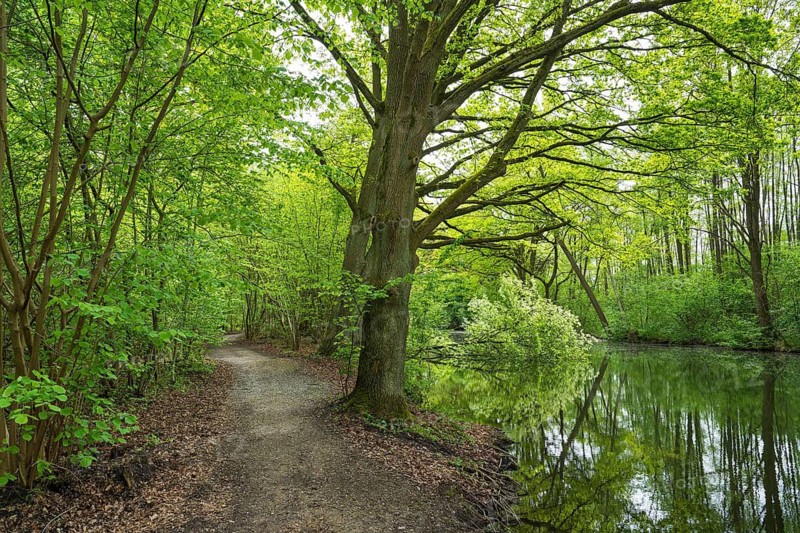 Weg am Bolter Kanal, deciduous forest, spring, Müritz National Park, Mecklenburg Lake District, Mecklenburg-Western Pomerania, GermanyGermany, path through the forest on the Bolter Canal