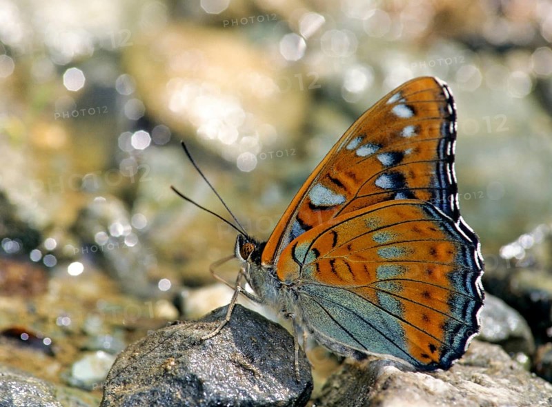 Large kingfisher, limenitis populi, polar admiral, butterfly, insects, butterfly, butterflies
