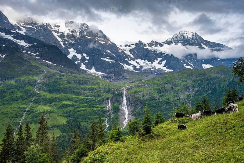 Alpine meadow with a herd of yaks (Bos mutus), picturesque mountain landscape with Schmadribach Falls waterfall, Breithorn mountain peak, Bernese Alps, Bernese Oberland, Switzerland