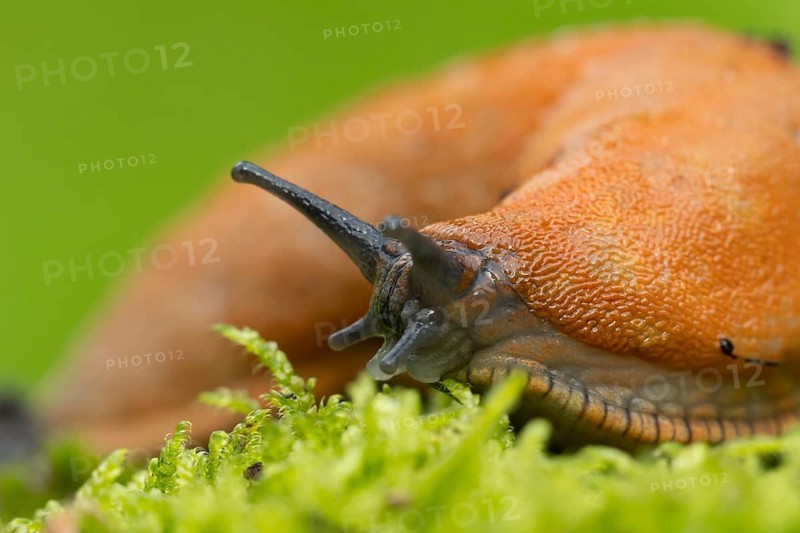 Red slug (Arion rufus) adult gastropod mollusc on moss, Suffolk, England, United Kingdom