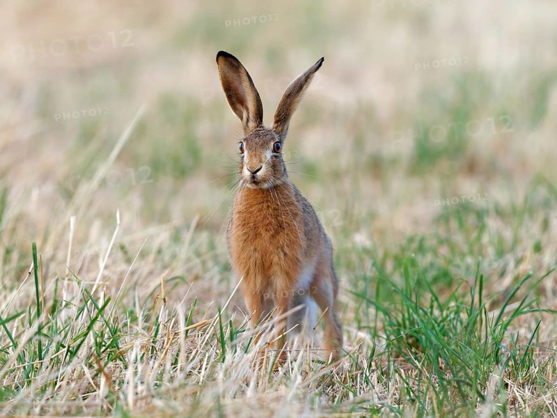 A brown hare (Lepus europaeus) looks intently across a meadow, Solms, Hesse, Germany