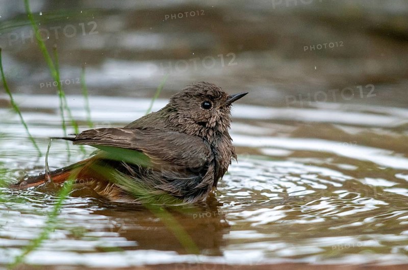 Black redstart, house redtail, Phoenicurus ochruros, bath, bird bath, birds, garden, passeri, songbirds, potion, birdbath, birds, watering place