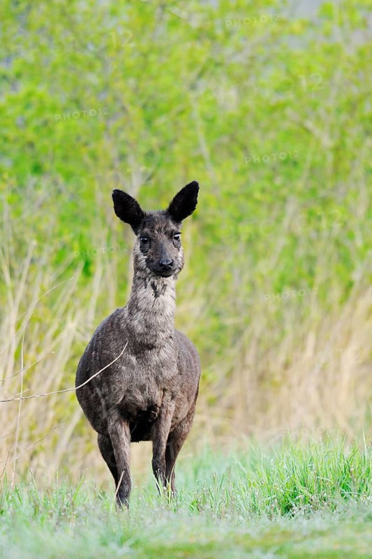 European roe deer (Capreolus capreolus), black roe deer, doe, Lower Saxony, Germany