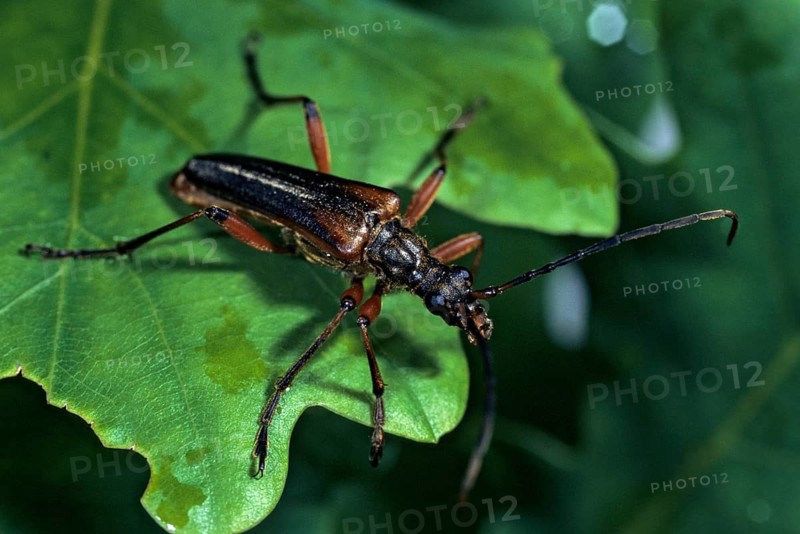 Stenocorus meridianus, variable longhorn beetle, variable stumbbock, beetle, longhorn beetle, insects, beetles