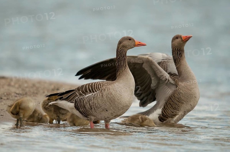 Anser Anser, Greylag or Graylag Goose, Grelag Goose, Anatidae, Birds, Duckbirds, Goose, Geese, Adolescent, Young, Juvenile, Birds, Waterbirds
