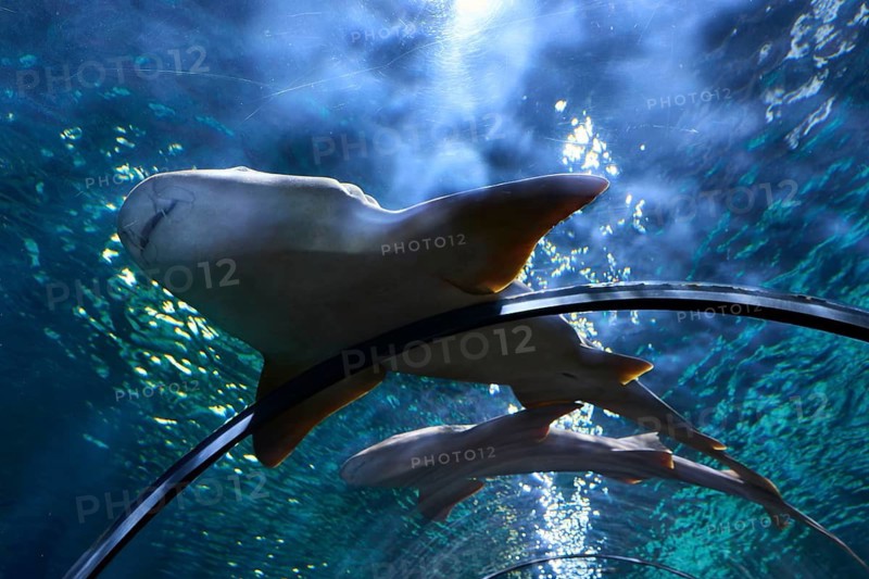 Sharks swim in an aquarium, their bodies are illuminated by underwater light, aquarium, aquariums, aquaviva, Loro Parque, Puerto de la Cruz, Tenerife, Canary Islands, Spain