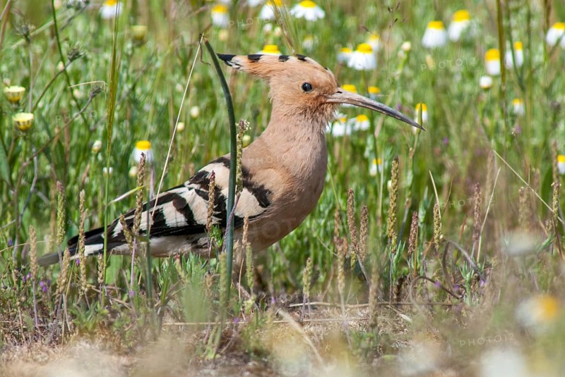 Hoopoe, upupa epops, hoopoe, birds, Extremadura, Spain, upupidae, birds